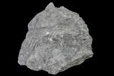 Fossil Lycopod Tree Root (Stigmaria) - Kentucky #160233-1